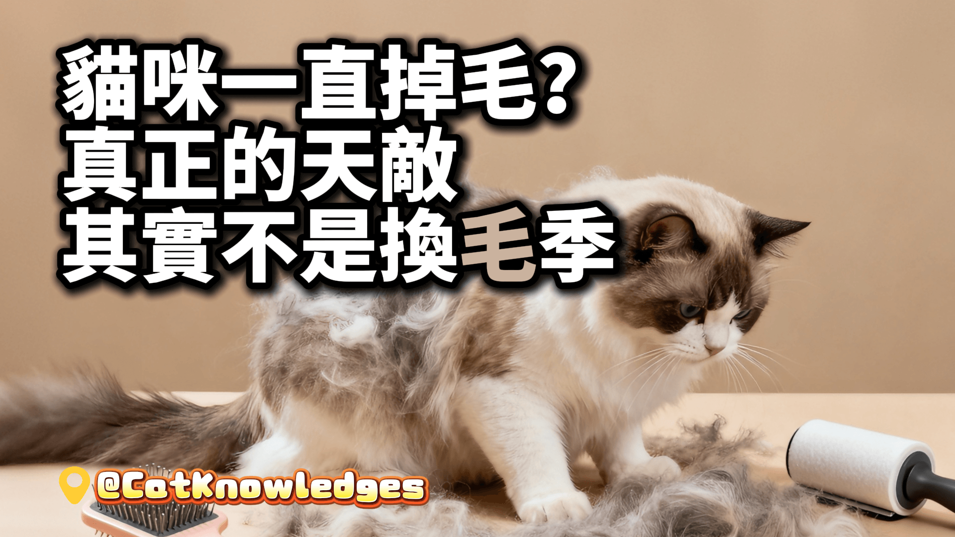 貓咪一直掉毛？真正的天敵其實不是換毛季