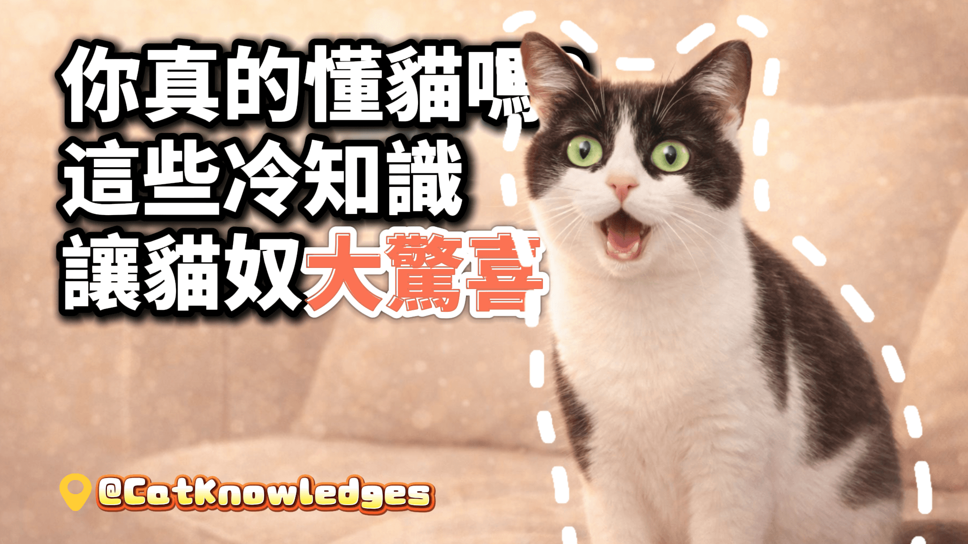 你真的懂貓嗎？這些冷知識讓貓奴大驚喜
