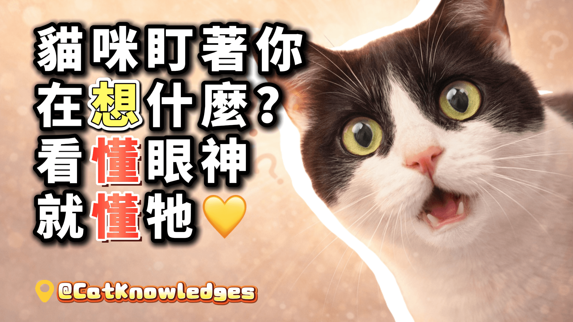 貓咪盯著你在想什麼？看懂眼神就懂牠