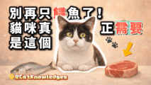 cat-diet-protein-food