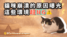 cat-stressful-environment