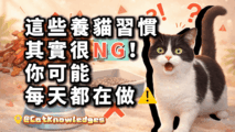 cat-care-mistakes