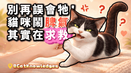 cat-mood-behavior