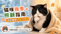 cat-seasonal-care-tips