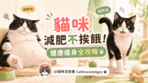 cat-weight-loss-guide