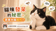 cat-daydreaming-behavior