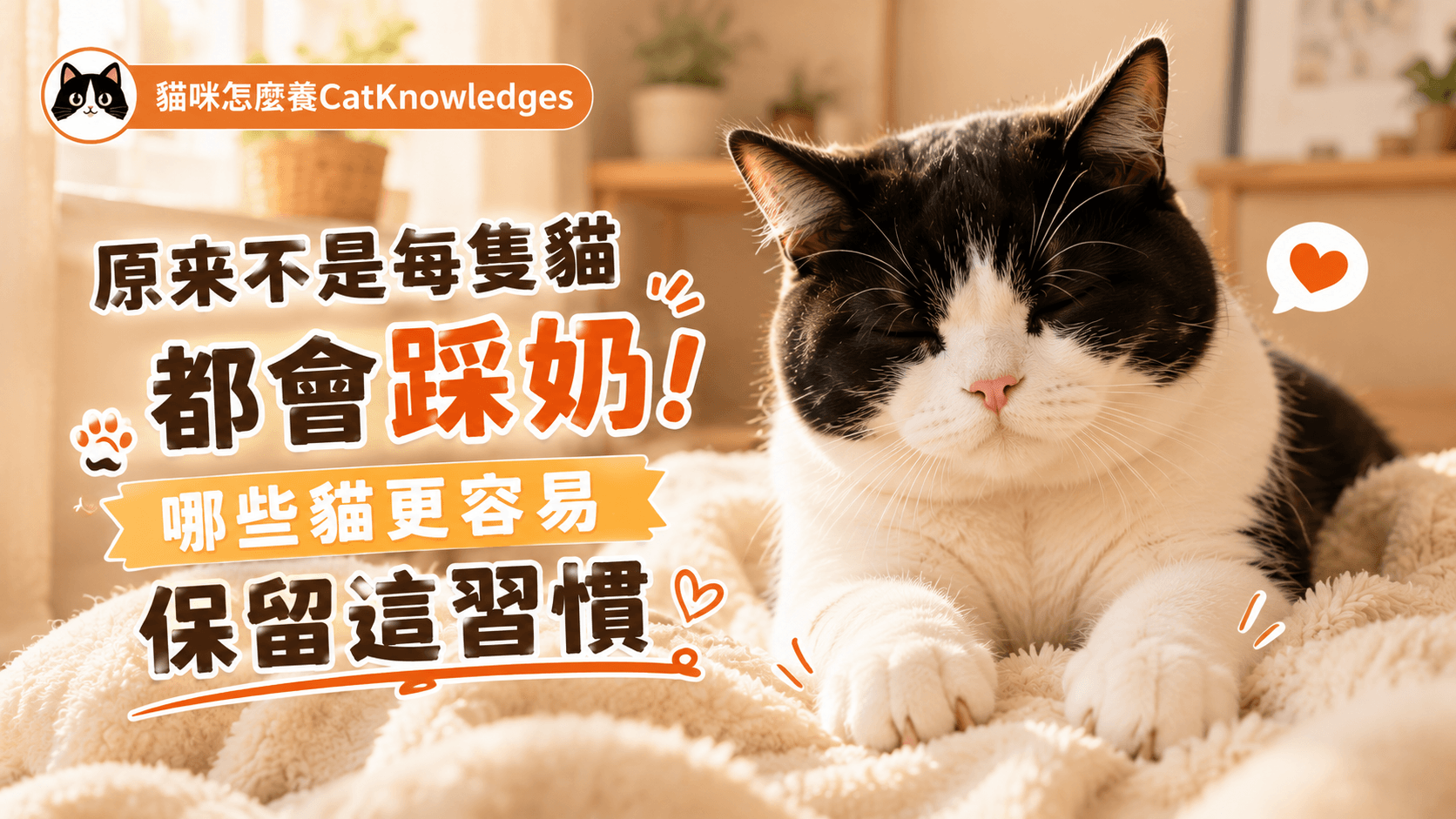 原來不是每隻貓都會踩奶！哪些貓更容易保留這習慣
