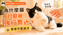 why-cats-hate-forced-contact