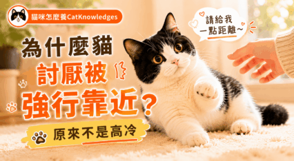 why-cats-hate-forced-contact