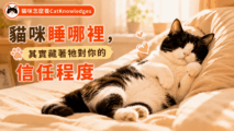 cat-sleeping-position-meaning