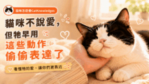 cat-love-signs