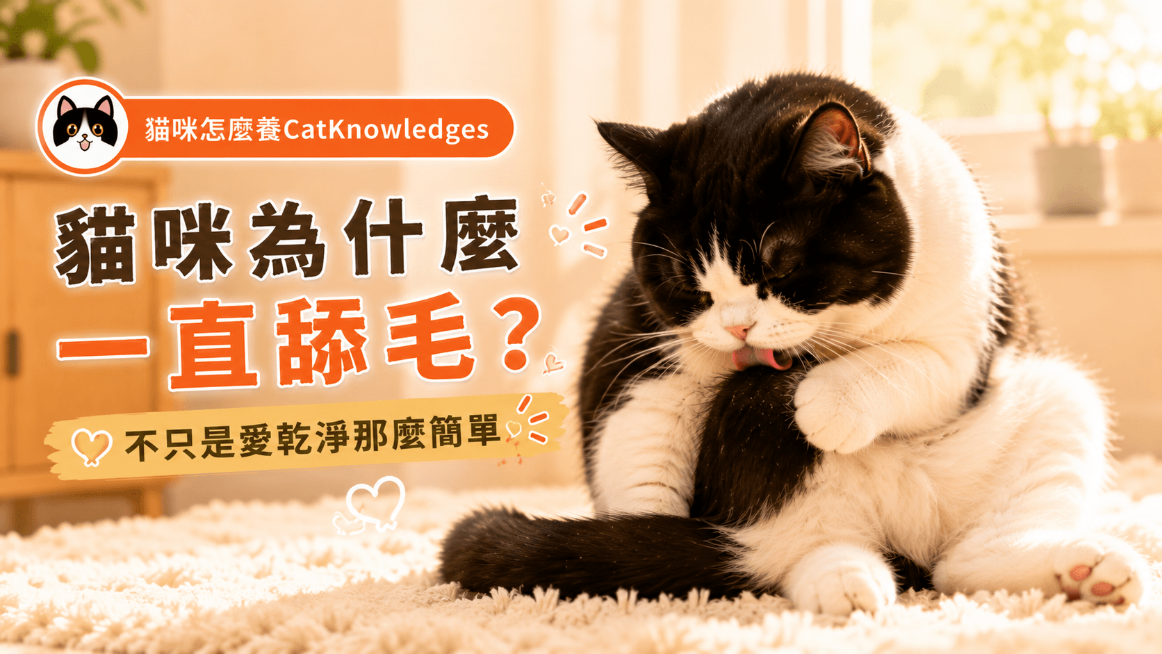 貓咪為什麼一直舔毛？